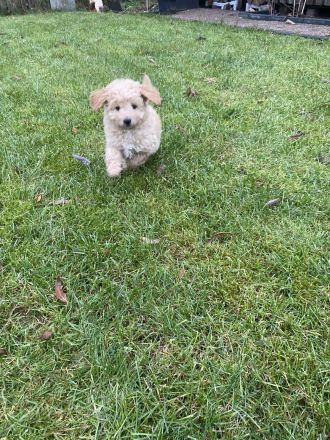 Zwergpudelwelpe sucht liebevolles Zuhause