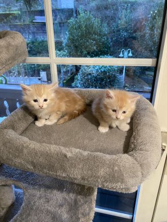 Reinrassige Maincoonbabys