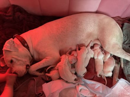NEUE Welpen 19.12.24 sind da.. die reinrassigen Dogo Argentinos mit Ahnenpass