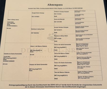 NEUE Welpen 19.12.24 sind da.. die reinrassigen Dogo Argentinos mit Ahnenpass