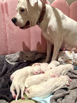 NEUE Welpen 19.12.24 sind da.. die reinrassigen Dogo Argentinos mit Ahnenpass