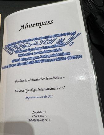 NEUE Welpen 19.12.24 sind da.. die reinrassigen Dogo Argentinos mit Ahnenpass