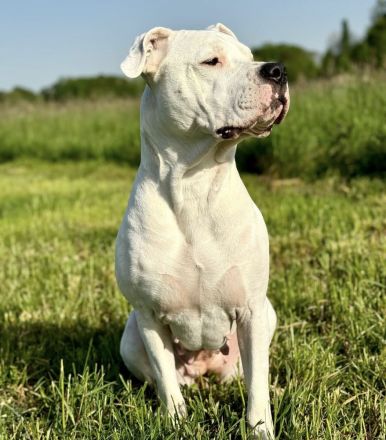 NEUE Welpen 19.12.24 sind da.. die reinrassigen Dogo Argentinos mit Ahnenpass