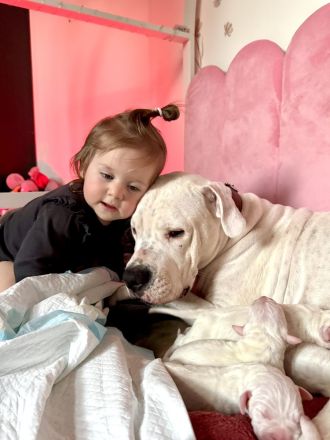 NEUE Welpen 19.12.24 sind da.. die reinrassigen Dogo Argentinos mit Ahnenpass