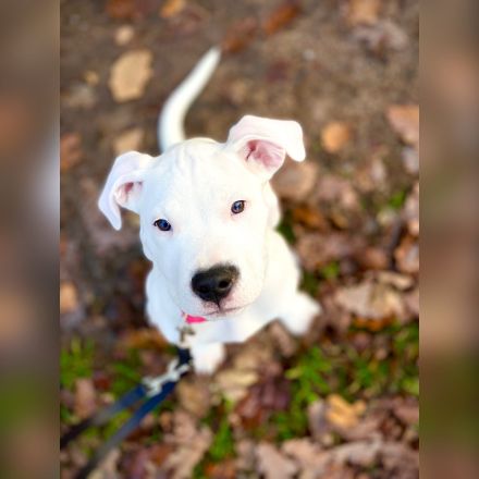 NEUE Welpen 19.12.24 sind da.. die reinrassigen Dogo Argentinos mit Ahnenpass