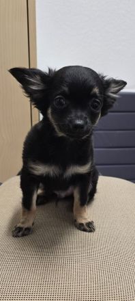 Wunderschöner reinrassiger Chihuahua Rüde in schwarz tricolor