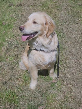 Golden Retriever