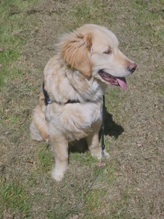 Golden Retriever