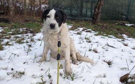 Kasper, das fantastische Welpenkind, sucht ein Zuhause.