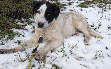 Kasper, das fantastische Welpenkind, sucht ein Zuhause.