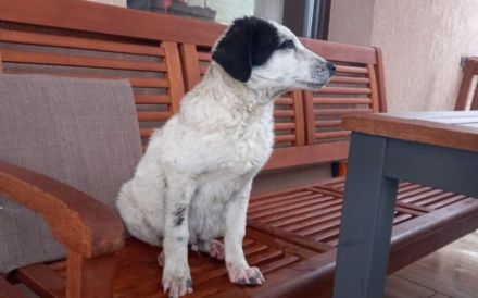 Kasper, das fantastische Welpenkind, sucht ein Zuhause.