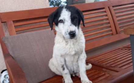 Kasper, das fantastische Welpenkind, sucht ein Zuhause.