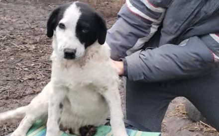 Kasper, das fantastische Welpenkind, sucht ein Zuhause.