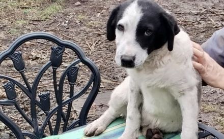 Kasper, das fantastische Welpenkind, sucht ein Zuhause.