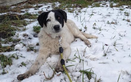 Kasper, das fantastische Welpenkind, sucht ein Zuhause.