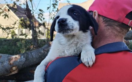 Kasper, das fantastische Welpenkind, sucht ein Zuhause.