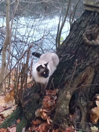 wunderschöne Siamkatze