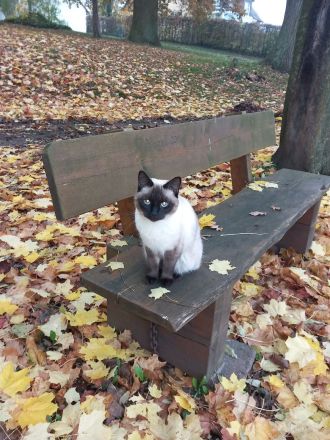 wunderschöne Siamkatze