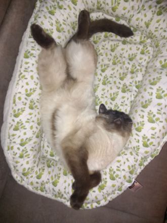 wunderschöne Siamkatze