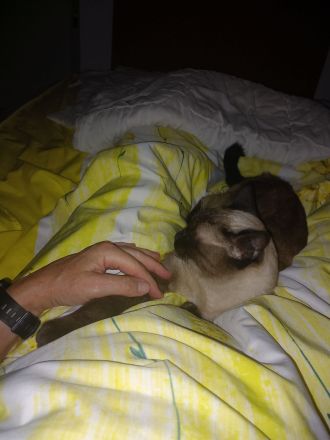 wunderschöne Siamkatze