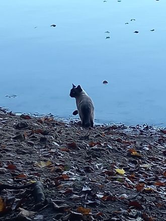 wunderschöne Siamkatze