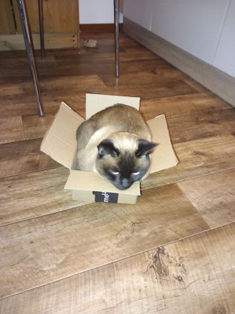 wunderschöne Siamkatze