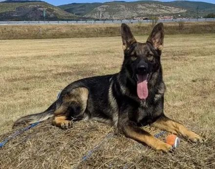 Deutsche Schäferhundin, DDR-Blutlinie, Hündin