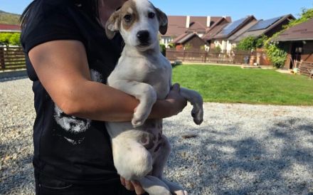 Wer schenkt Schlumi ein liebevolles Für-Immer-Zuhause?