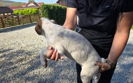 Wer schenkt Schlumi ein liebevolles Für-Immer-Zuhause?