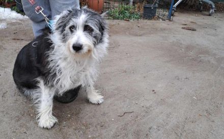 Herzenshund Fluffi sucht ihre Familie