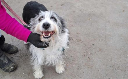 Herzenshund Fluffi sucht ihre Familie