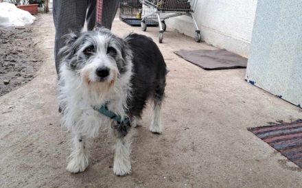 Herzenshund Fluffi sucht ihre Familie