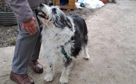 Herzenshund Fluffi sucht ihre Familie