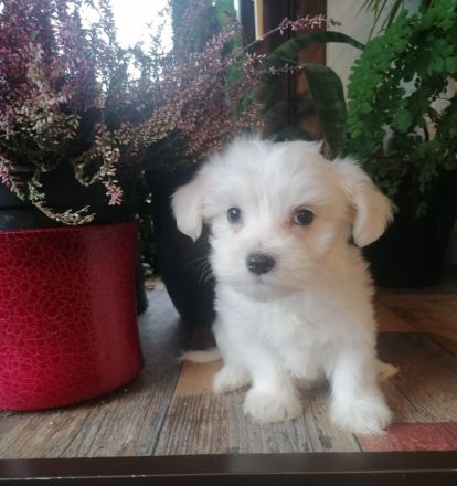 Elli Mini Malteser welpe