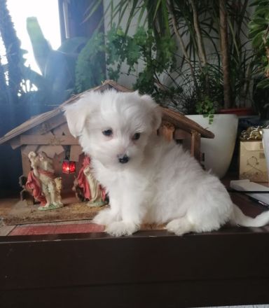 Elli Mini Malteser welpe