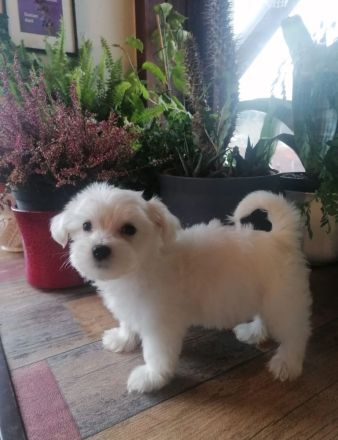 Elli Mini Malteser welpe