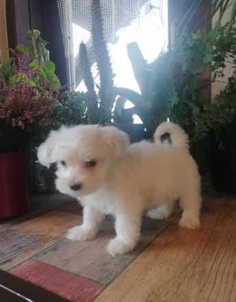 Elli Mini Malteser welpe