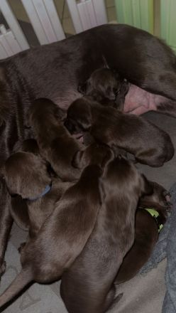 Wunderschöne Labrador X Deutschkurzhaar Welpen