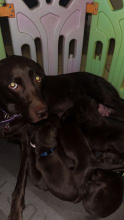 Wunderschöne Labrador X Deutschkurzhaar Welpen