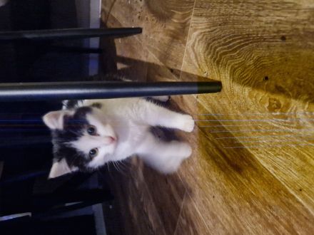 Katzen Katze BKH/EKH