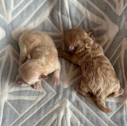 Maltipoo Hundebabys
