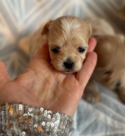 Maltipoo Hundebabys