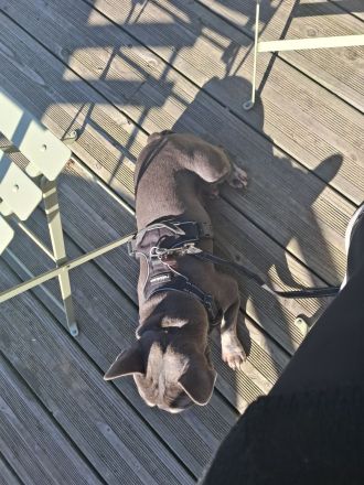 Französische Bulldogge Deckrüde