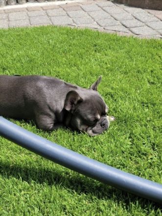 Französische Bulldogge Deckrüde