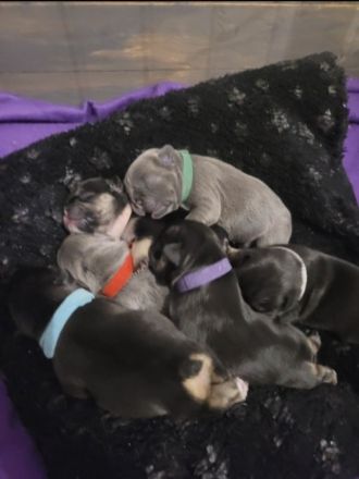 Französische Bulldogge Deckrüde