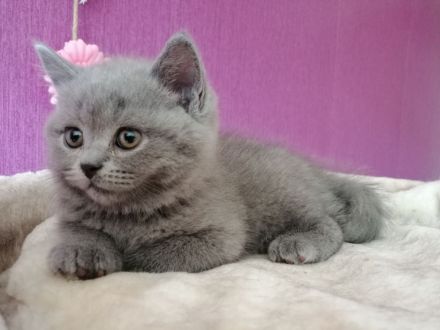 BKH Kitten in Blau