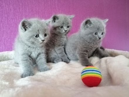 BKH Kitten in Blau