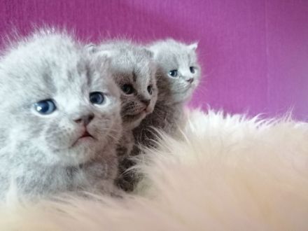 BKH Kitten in Blau
