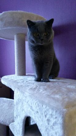 BKH Kitten in Blau