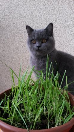 BKH Kitten in Blau